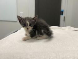 Shelter Stray Male Cat last seen E 34th Street and Olive Street, 64109,, 7077 Elmwood Ave, Kansas City, MO 64132, USA