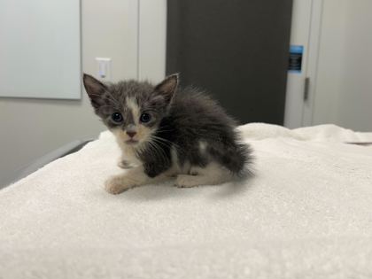 Shelter Stray Male Cat last seen E 34th Street and Olive Street, 64109,, 7077 Elmwood Ave, Kansas City, MO 64132, USA
