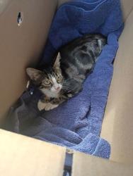 Shelter Stray Female Cat last seen Near Early St NW, Atlanta, GA, 1251 Fulton Industrial Blvd NW, Atlanta, GA 30336, USA