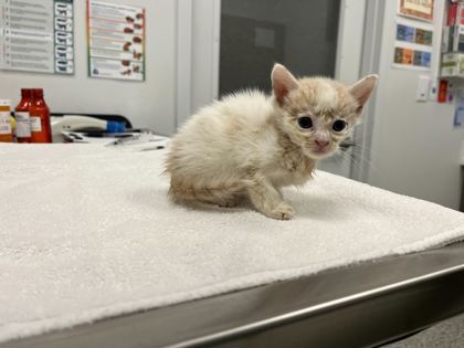 Shelter Stray Male Cat last seen E 34th Street and Olive Street, 64109,, 7077 Elmwood Ave, Kansas City, MO 64132, USA