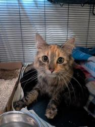 Shelter Stray Female Cat last seen Near Eisenhower St, City of Eau Claire, WI, 3900 Old Town Hall Rd, Eau Claire, WI 54701, USA