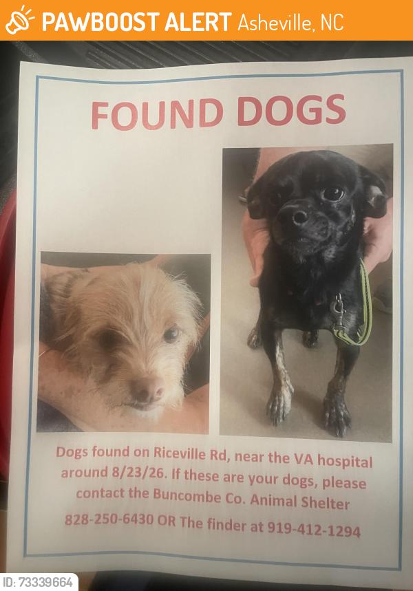 Found/Stray Male Dog last seen Riceville rd, Asheville, NC 28805