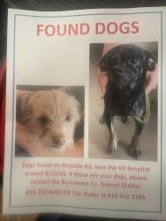 Found/Stray Male Dog last seen Riceville rd, Asheville, NC 28805