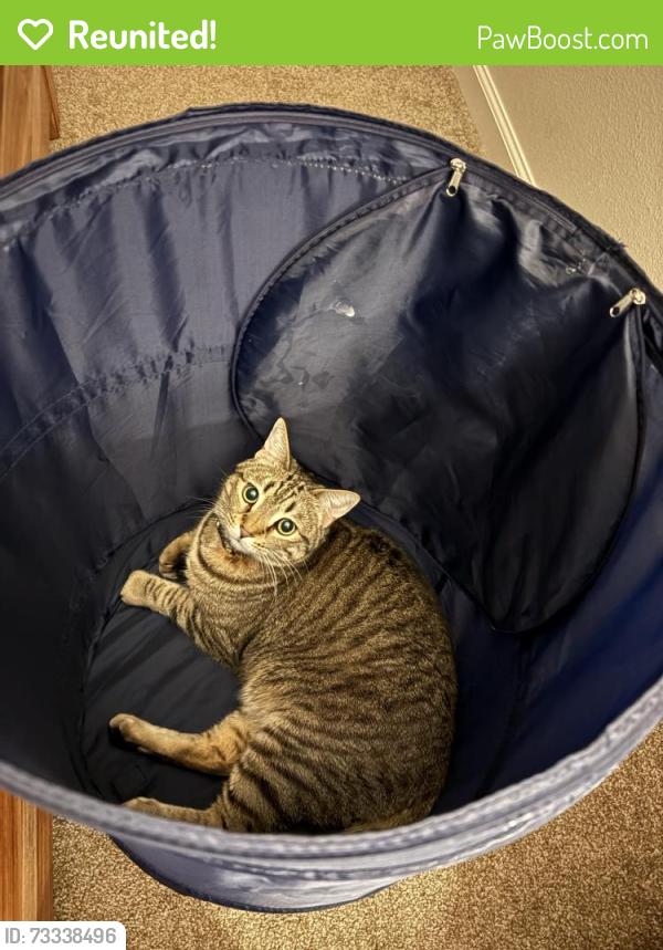 Reunited Male Cat last seen La última vez que lo vieron, estaba en los tejados., Tijuana, B.C. 22030