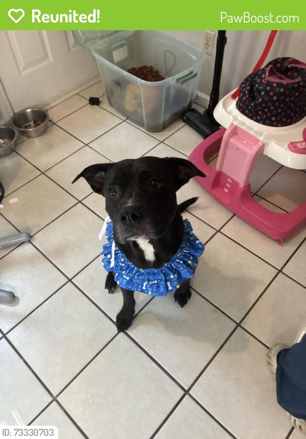 Reunited Male Dog last seen Johnson St, Charlotte, NC 28226