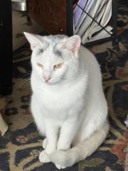 Lost Female Cat last seen Winthrop Rd, Cayuga Heights, NY 14850