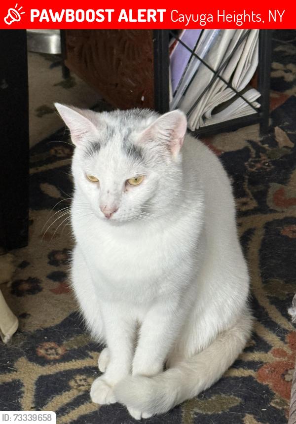 Lost Female Cat last seen Winthrop Rd, Cayuga Heights, NY 14850