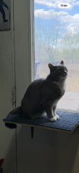 Reunited Female Cat last seen Rogers Park near Tyler Street, Fort Collins, CO 80521