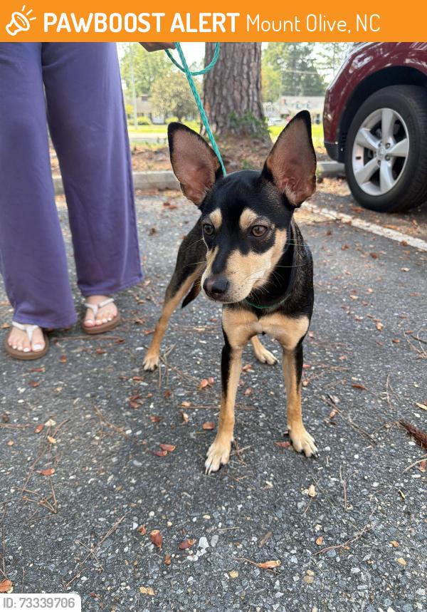 Found/Stray Male Dog last seen mount olive middle school, Mount Olive, NC 28365