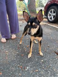 Found/Stray Male Dog last seen mount olive middle school, Mount Olive, NC 28365