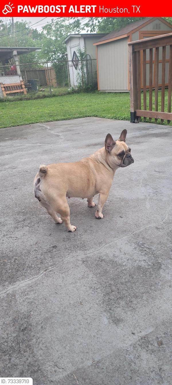 Lost Female Dog last seen Simmsbrook, Houston, TX 77045