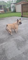 Lost Female Dog last seen Simmsbrook, Houston, TX 77045