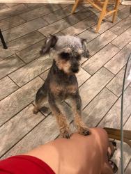 Reunited Male Dog last seen River Oaks, Fort Worth, TX 76114