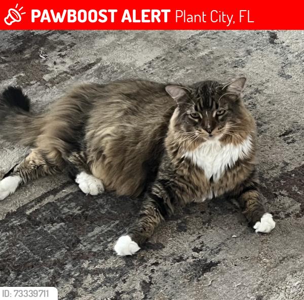 Lost Male Cat last seen Bruton Road, Plant City, FL 33565