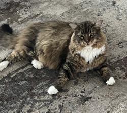 Lost Male Cat last seen Bruton Road, Plant City, FL 33565