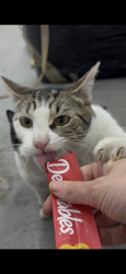 Lost Female Cat last seen Marin between 16th and 18th st, Jersey City, NJ 07310