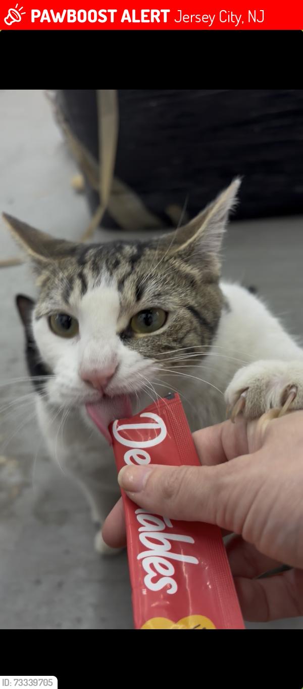 Lost Female Cat last seen Marin between 16th and 18th st, Jersey City, NJ 07310
