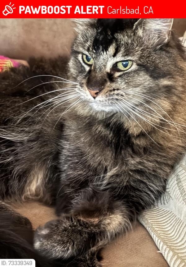 Lost Female Cat last seen westwood and Falcon calrsbad, Carlsbad, CA 92008