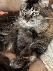 Lost Female Cat last seen westwood and Falcon calrsbad, Carlsbad, CA 92008