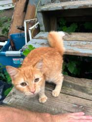 Found/Stray Female Cat last seen West ferry and herkimer, Buffalo, NY 14213