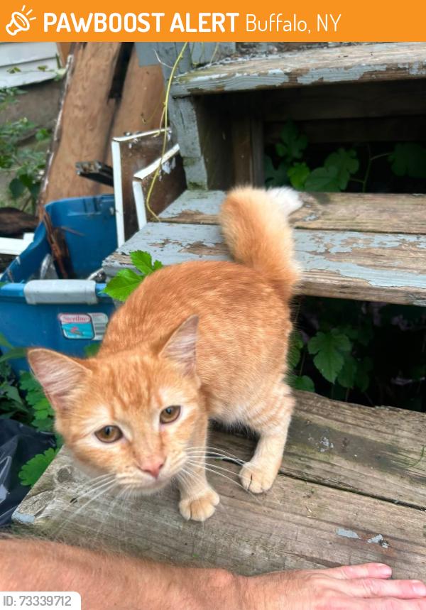 Found/Stray Female Cat last seen West ferry and herkimer, Buffalo, NY 14213