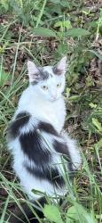 Found/Stray Unknown Cat last seen Shady Lane and Wade Hampton Blvd, Taylors, SC 29687