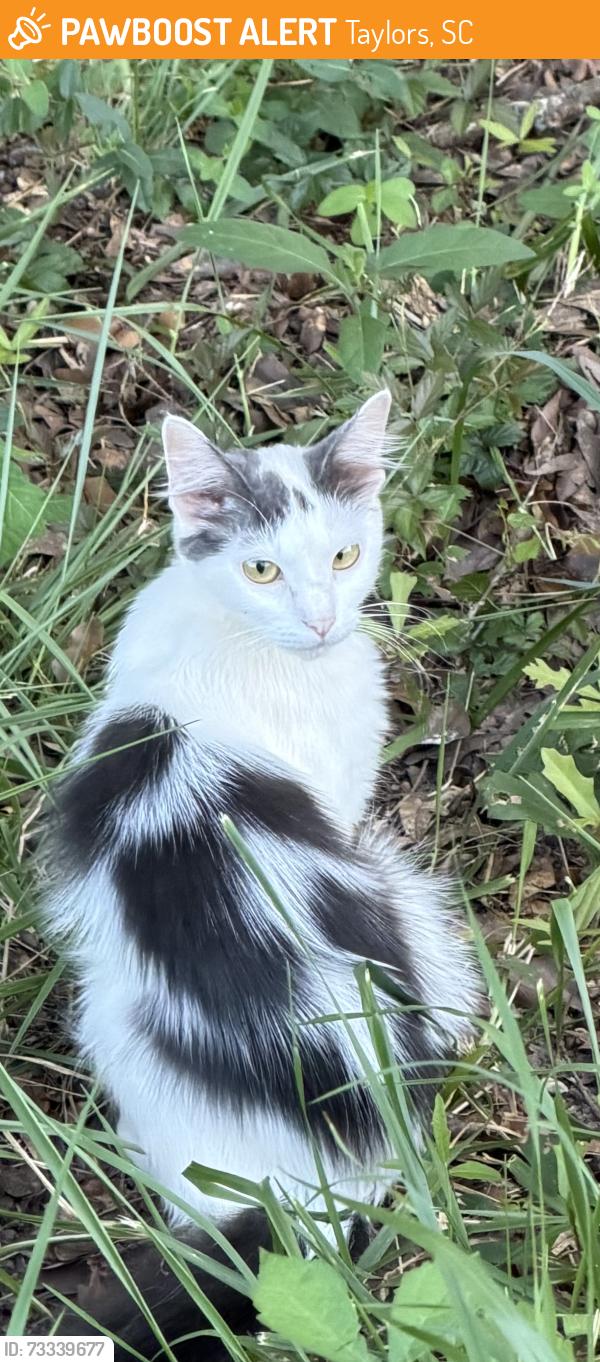 Found/Stray Unknown Cat last seen Shady Lane and Wade Hampton Blvd, Taylors, SC 29687