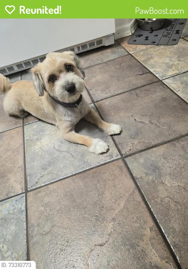 Reunited Male Dog last seen San Antonio dr and Wyoming, Albuquerque, NM 87109