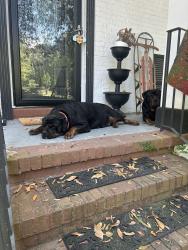 Found/Stray Female Dog last seen Merlin circle, Macon, GA 31220