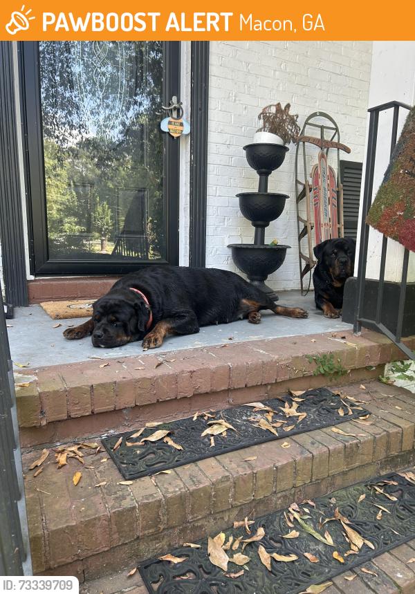 Found/Stray Female Dog last seen Merlin circle, Macon, GA 31220