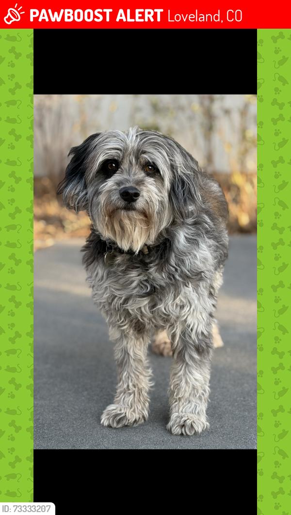 Lost Female Dog last seen Ridge Parkway and Spring Glade Rd in Loveland, Loveland, CO 80538