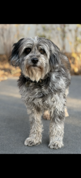 Lost Female Dog last seen Ridge Parkway and Spring Glade Rd in Loveland, Loveland, CO 80538