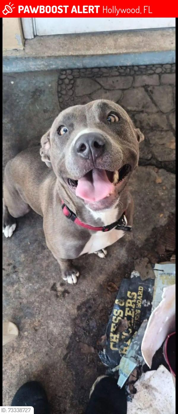 Lost Female Dog last seen Buchanan and 70th Ave, Hollywood, FL 33024