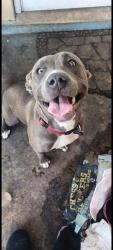 Lost Female Dog last seen Buchanan and 70th Ave, Hollywood, FL 33024
