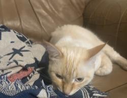 Reunited Male Cat last seen Barnes St, Raines St, McKinney, TX 75069