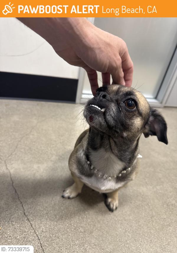 Found/Stray Female Dog last seen Atlantic Ave & 21st St, Long Beach, CA 90806