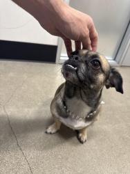 Found/Stray Female Dog last seen Atlantic Ave & 21st St, Long Beach, CA 90806