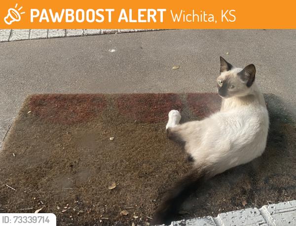 Found/Stray Unknown Cat last seen N. Old Manor Rd., Wichita KS, Wichita, KS 67208