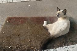 Found/Stray Unknown Cat last seen N. Old Manor Rd., Wichita KS, Wichita, KS 67208