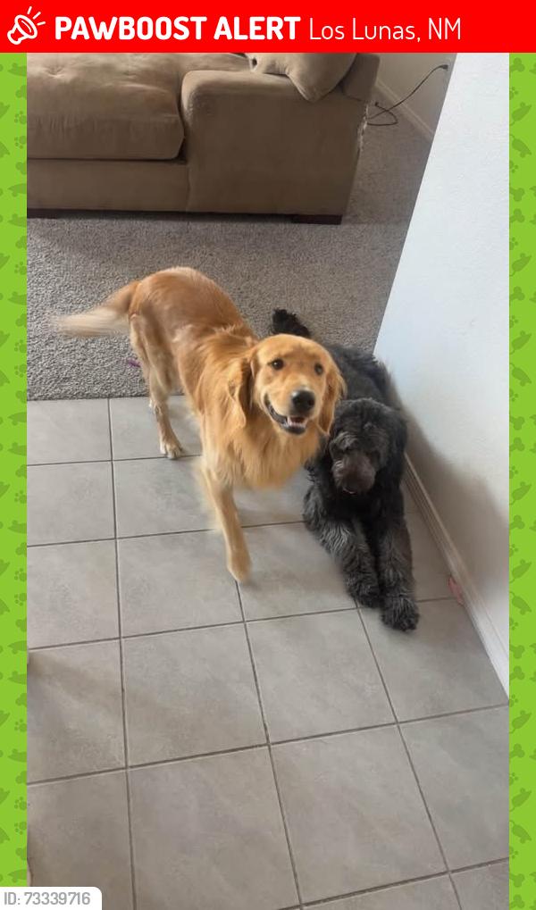 Lost Male Dog last seen El cerro Loop, Los Lunas, Los Lunas, NM 87031