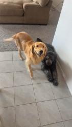 Lost Male Dog last seen El cerro Loop, Los Lunas, Los Lunas, NM 87031