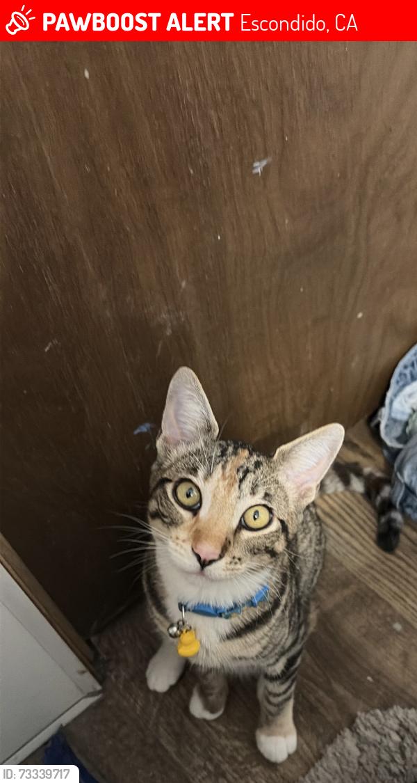Lost Female Cat last seen Valley pkwy and Citricado, Escondido, CA 92029