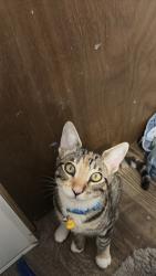 Lost Female Cat last seen Valley pkwy and Citricado, Escondido, CA 92029
