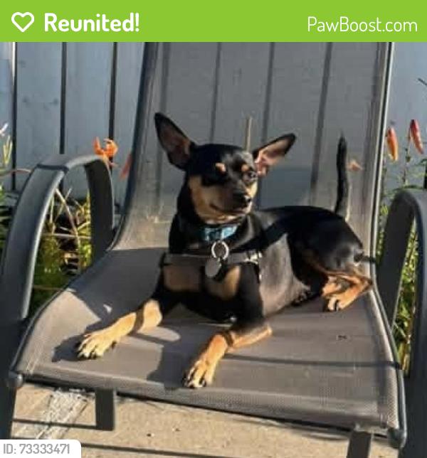 Reunited Male Dog last seen Abbotsfield road, Edmonton, AB 