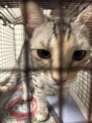 Shelter Stray Female Cat last seen Near Cherry Hollow Court, LEANDER, TX, 78641, 7201 Levander Loop bldg a, Austin, TX 78702, USA