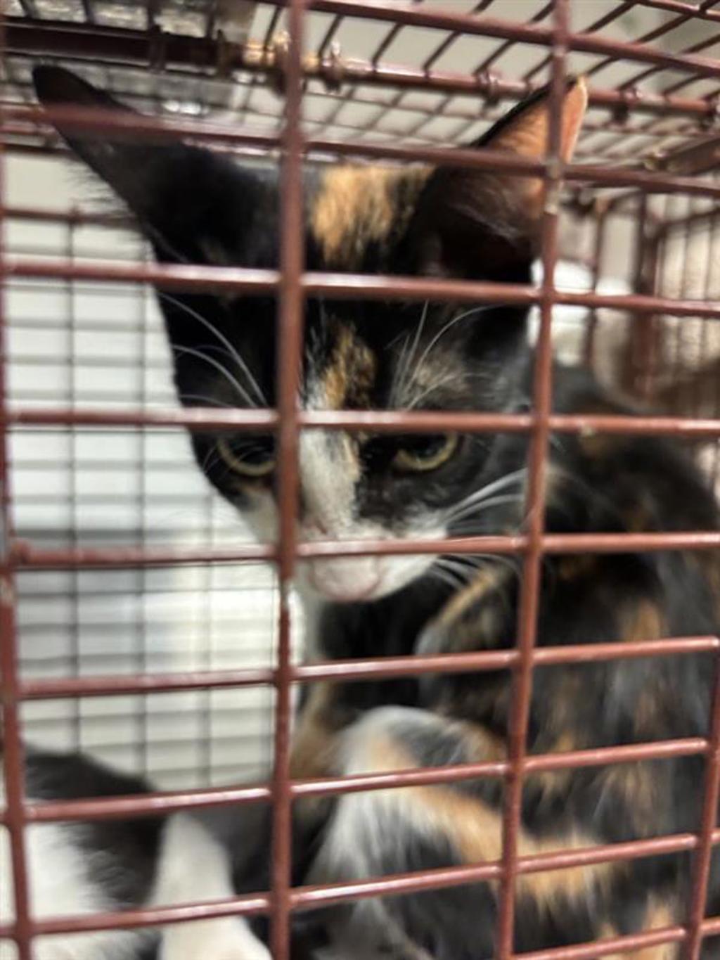 Shelter Stray Female Cat last seen Near Cherry Hollow Court, LEANDER, TX, 78641, 7201 Levander Loop bldg a, Austin, TX 78702, USA