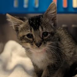 Shelter Stray Female Cat last seen Near Baldwin Street, OAKLAND, CA, 94621, 8323 Baldwin St, Oakland, CA 94621, USA