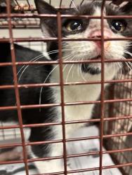 Shelter Stray Male Cat last seen Near Cherry Hollow Court, LEANDER, TX, 78641, 7201 Levander Loop bldg a, Austin, TX 78702, USA