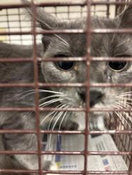 Shelter Stray Female Cat last seen Near Cherry Hollow Court, LEANDER, TX, 78641, 7201 Levander Loop bldg a, Austin, TX 78702, USA