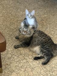 Lost Female Cat last seen Ashmore bridge road, Mauldin, SC 29662